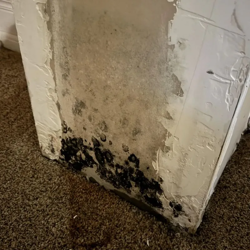Professional Mold Removal in Rockville, IN